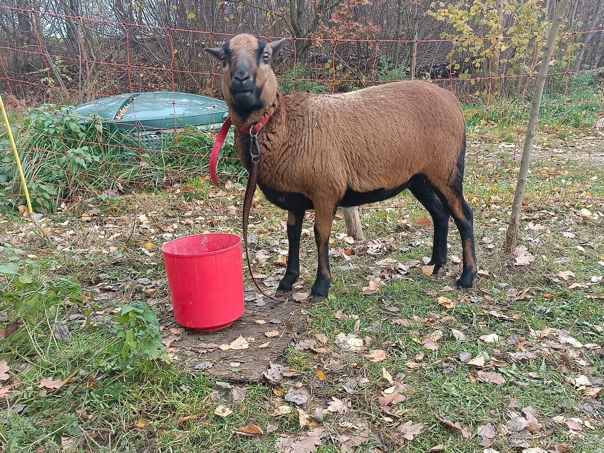 Ovce Kamerunská - 3