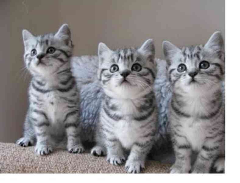 Koupím koťátko - 3