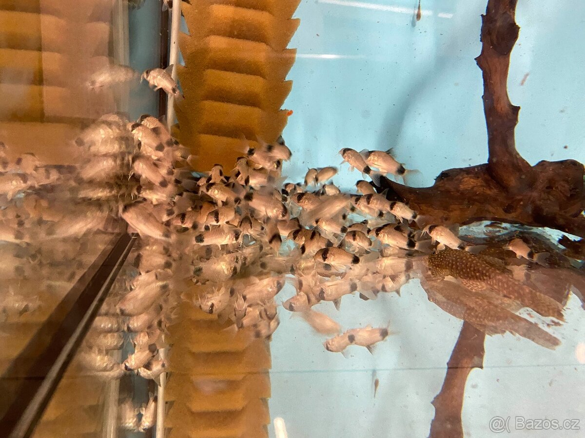 Pancéřníček PANDA - 3