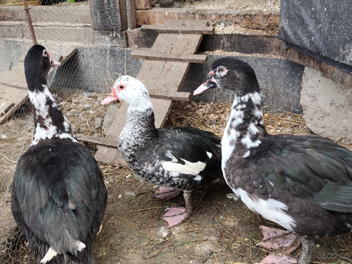 kachna pižmová - 3