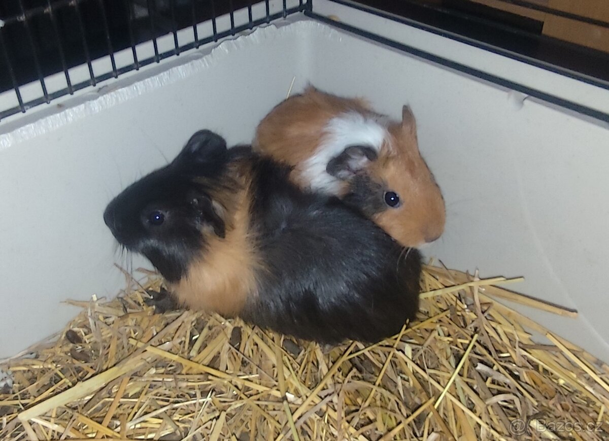 morče, morčátko - 3