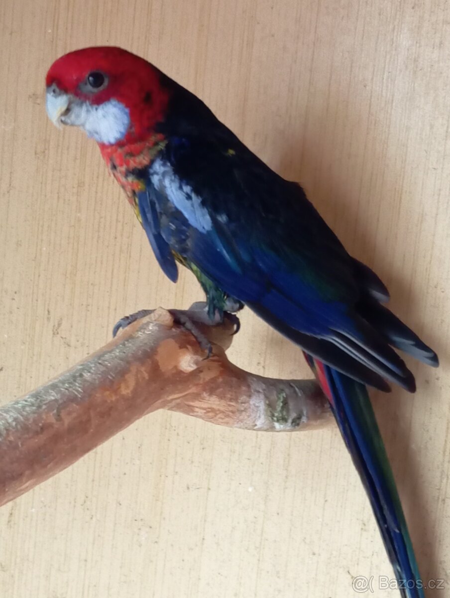 Rosela pestrá černá - 3