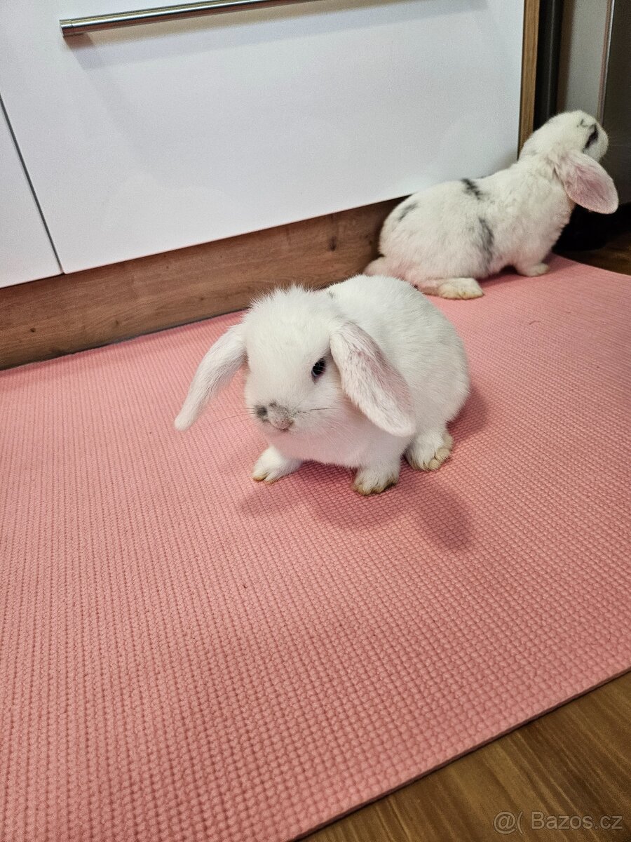Zakrslý králík - 3