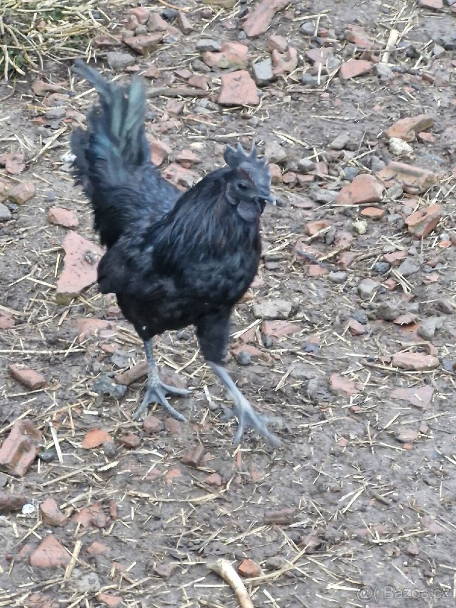 Prodám kohouty - 3