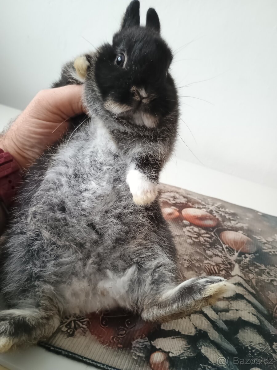 Zakrslá samička - 3