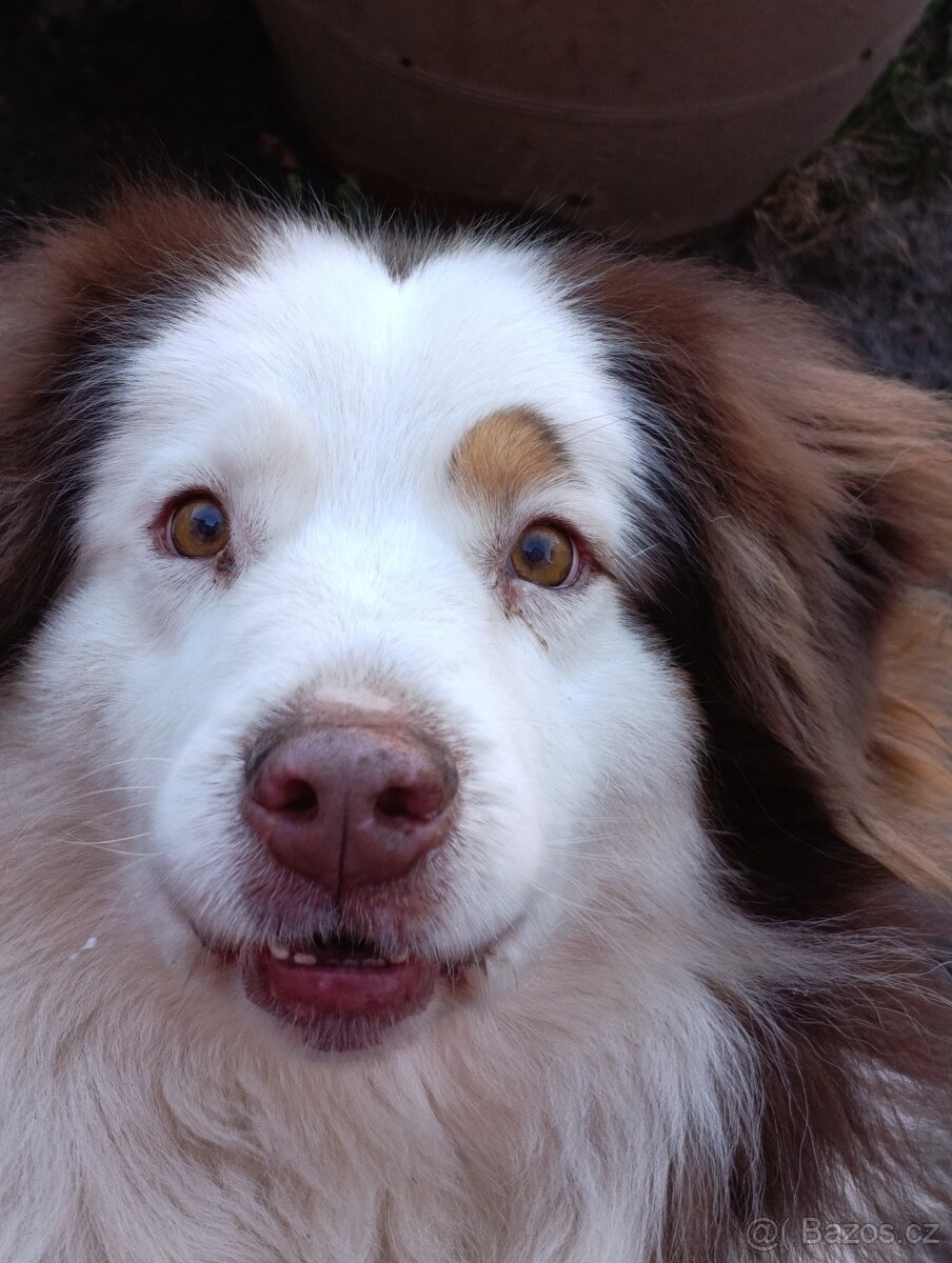 Australský ovčák k adopci - 3