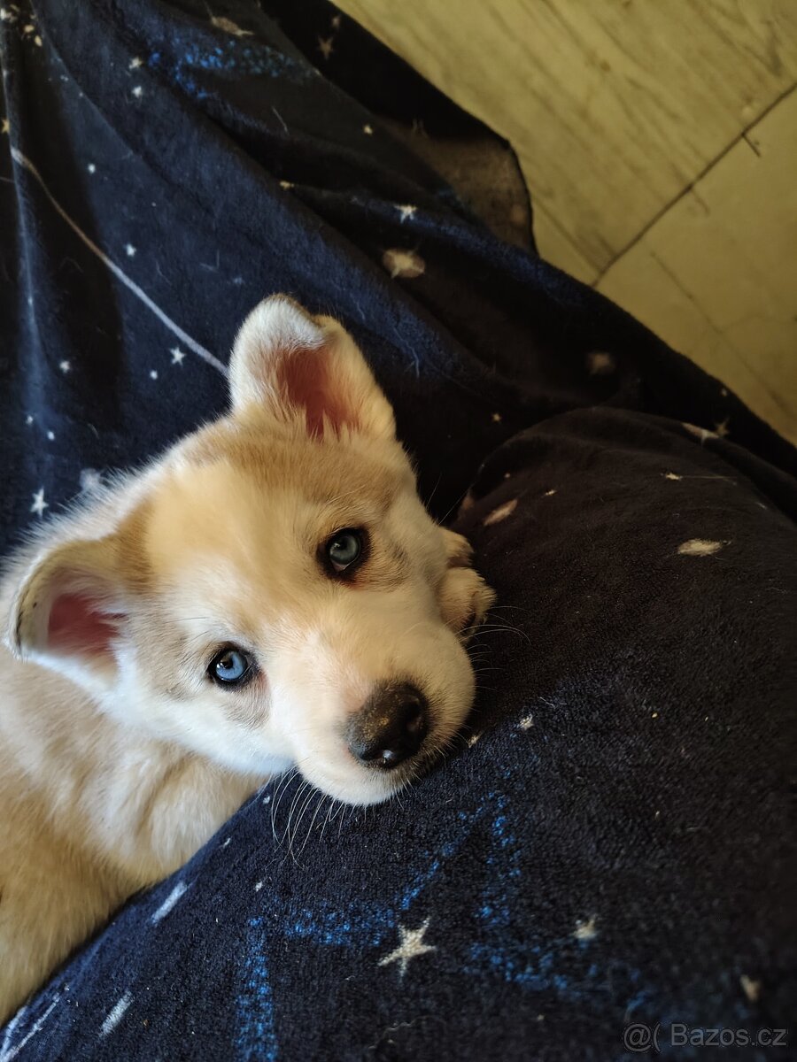 Husky štěňata - 3