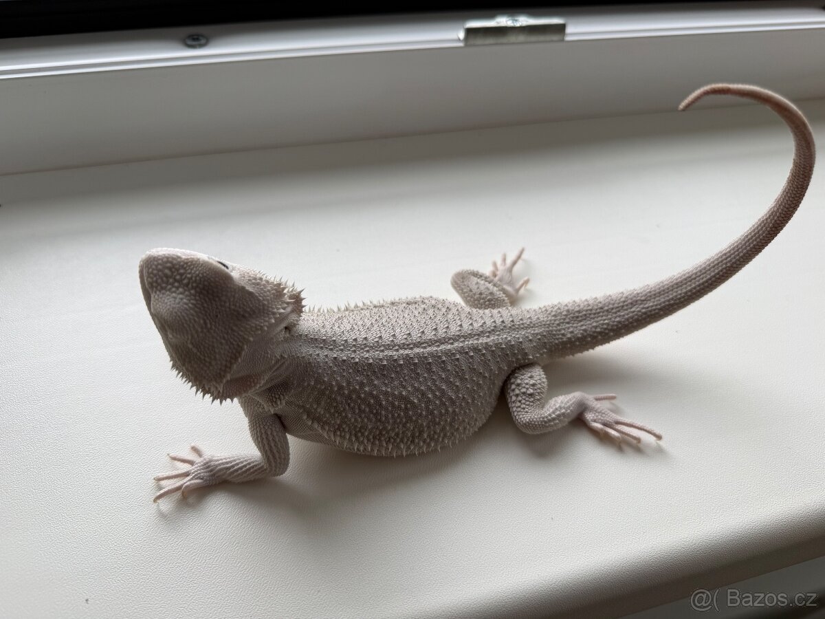 Agama vousatá hypo zero - 3