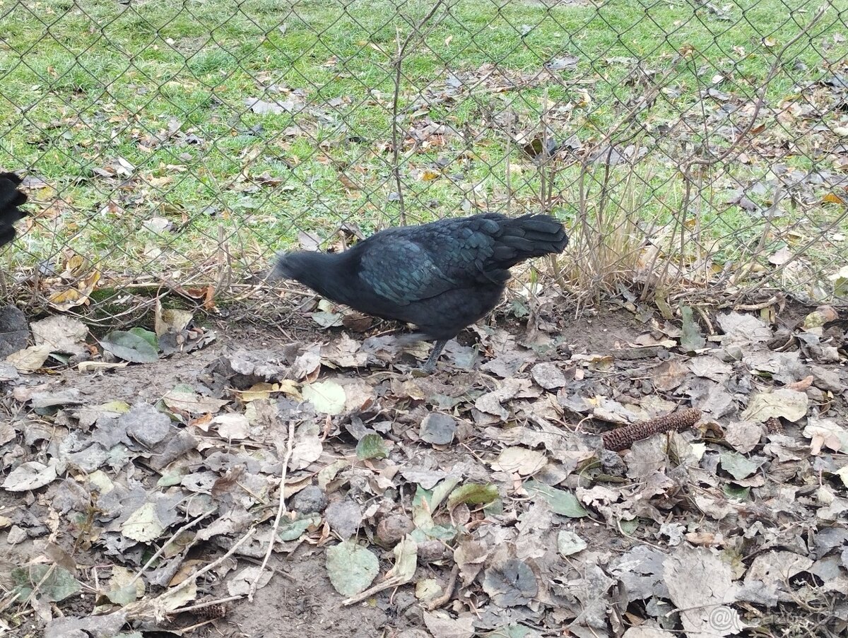 Ayam Cemani - 3