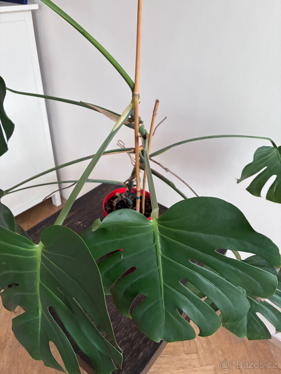 Středně velká monstera 4 - 3