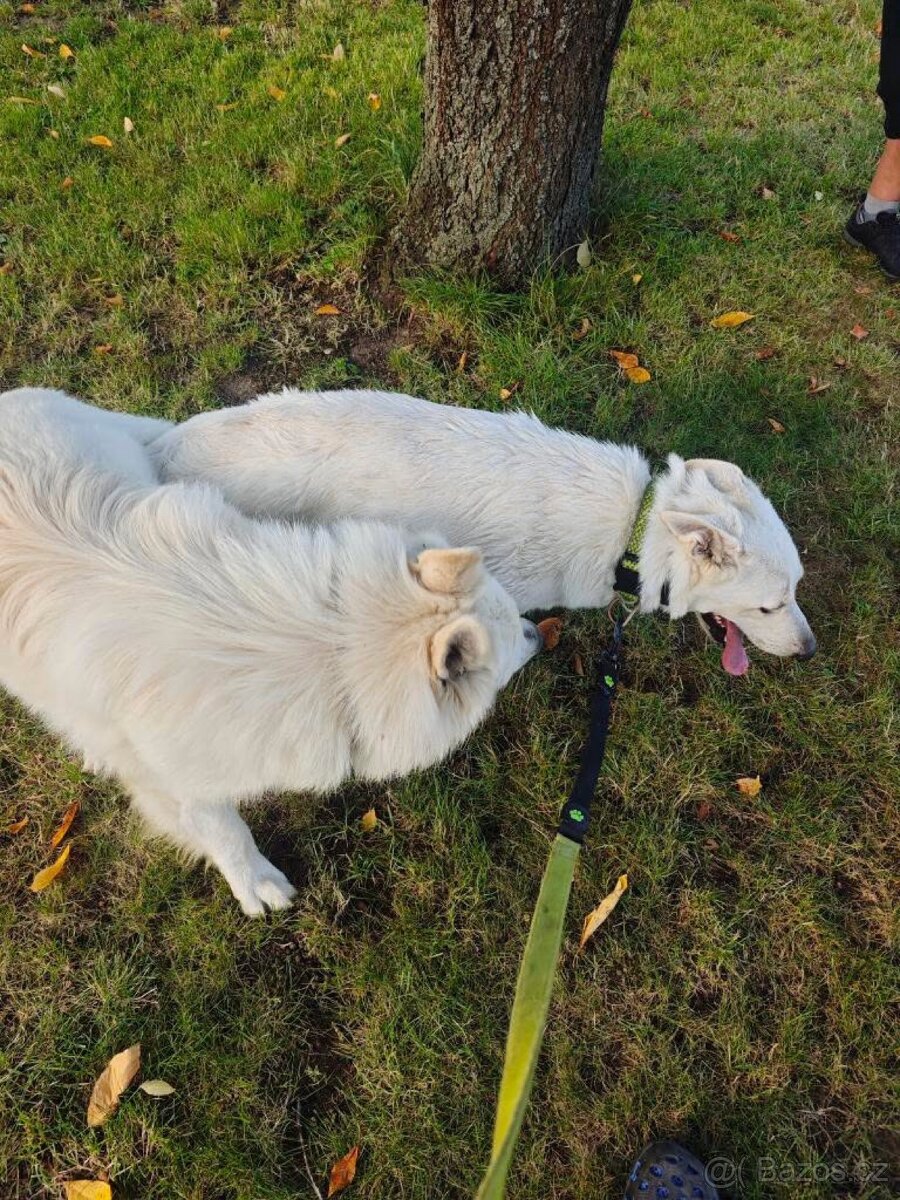 Štěňata bílý švýcarský ovčák - 3