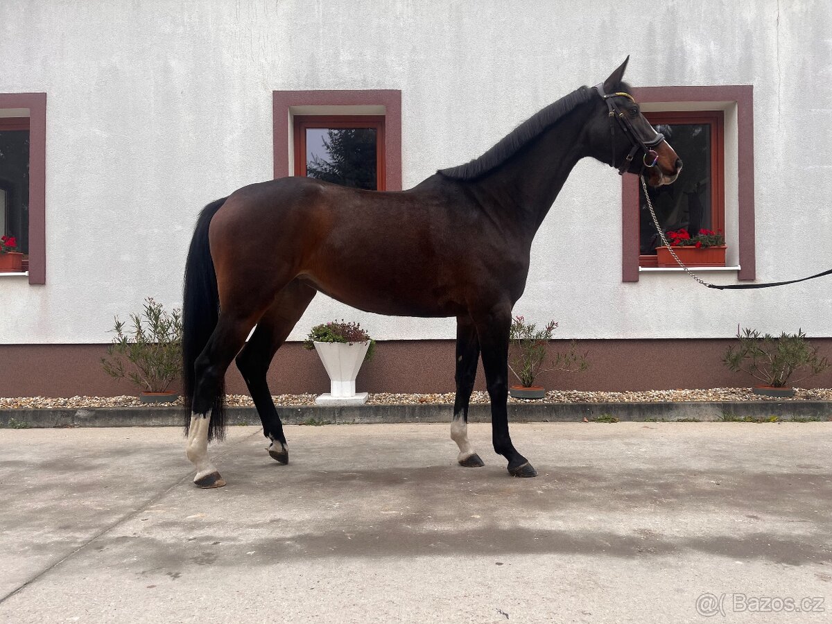 Zangersheide kobyla - 3