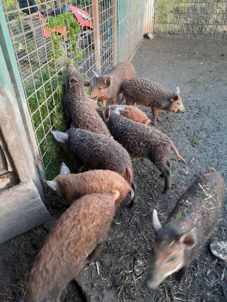 Prasata - Selata Mangalice - 3