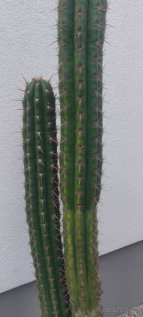 Predaj nádherný veľký kaktus - 3