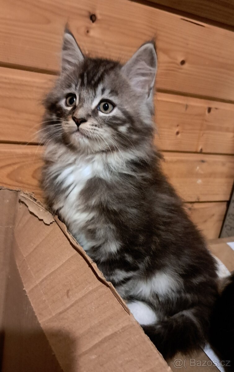 mainská mývalí koťátka - 3