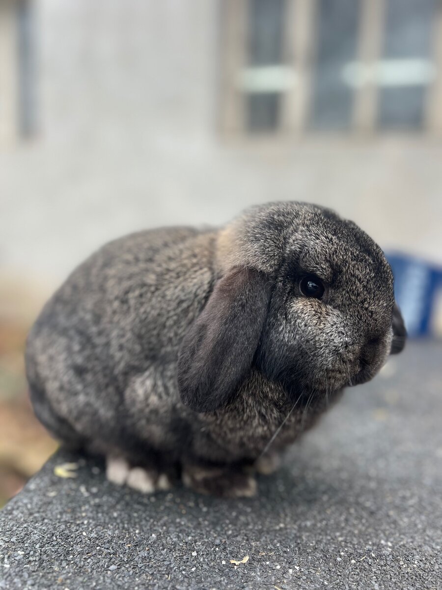 Zakrslý beránek čistokrevný - 3