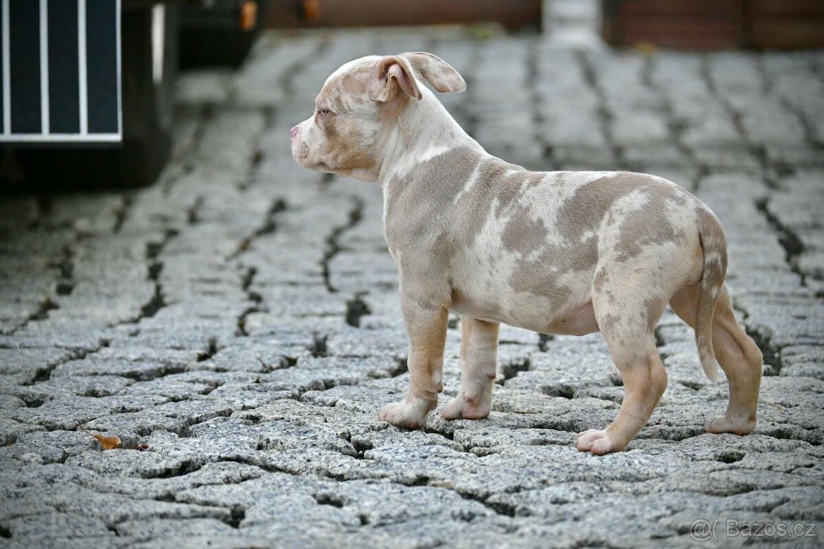 American Bully štěňátka - 3