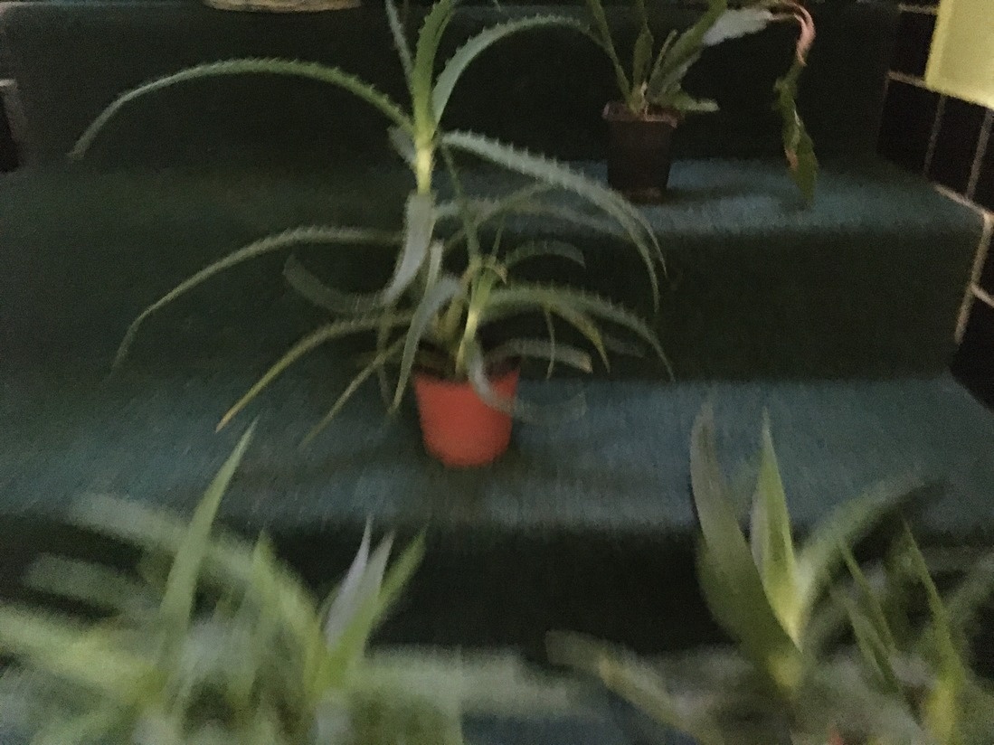 pokojové kytky č.4 - 3