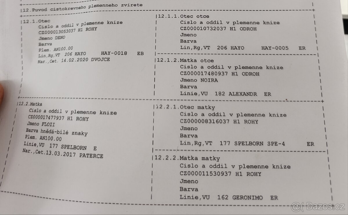 Připouštění - plemenný AN kozel - 3