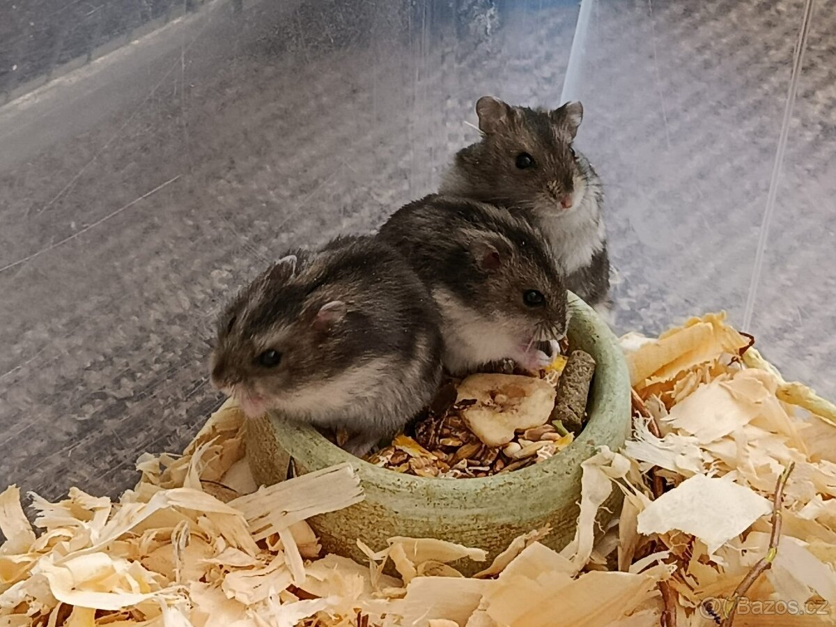 Křečík džungarský - 3