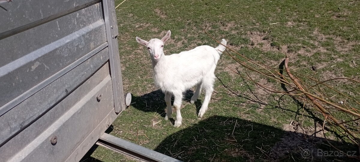 Prodej kůzlat - 3