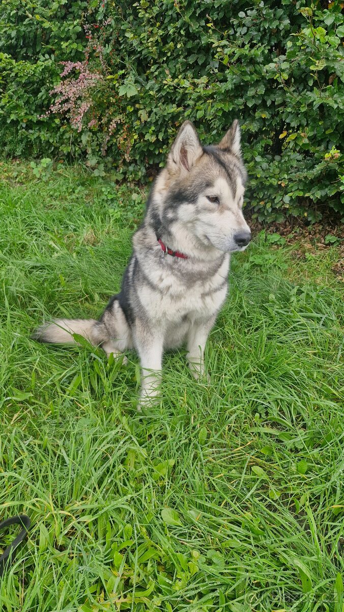 Prodám 3letou fenu aljašského malamuta - 3