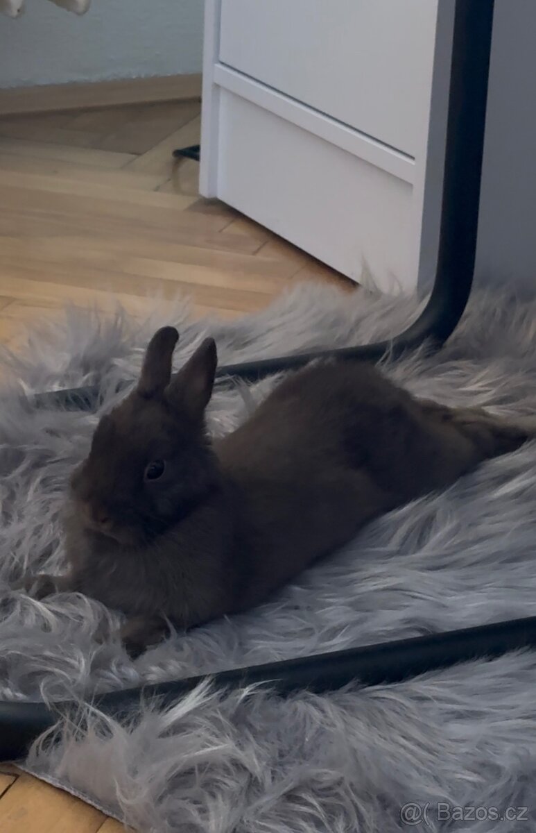 Zakrslý králík - 3
