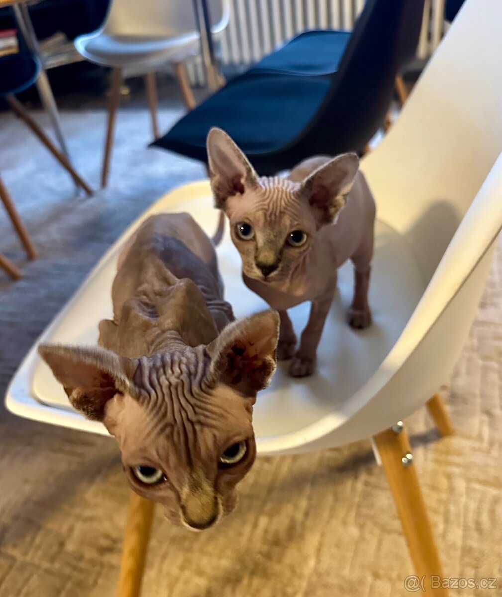 Koťata Sphynx-Elf-Strike - 3