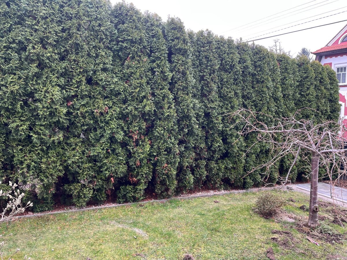 Prodám nádherné thuje Smaragd - 3