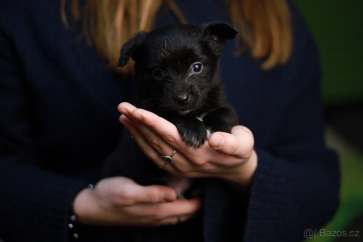 Štěňata křížence k odběru ihned - 3