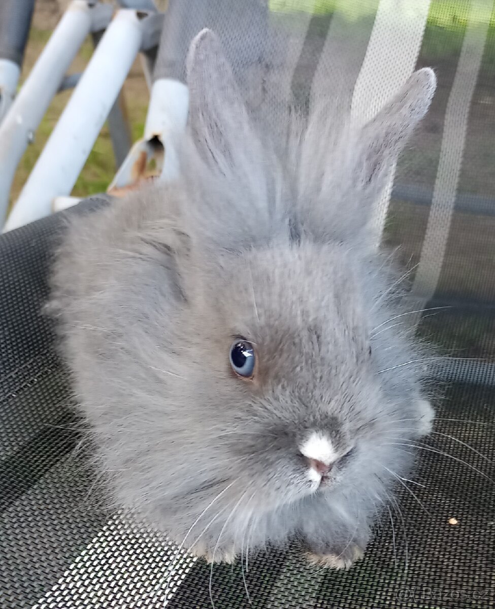 Zakrslý králík mládě - 3