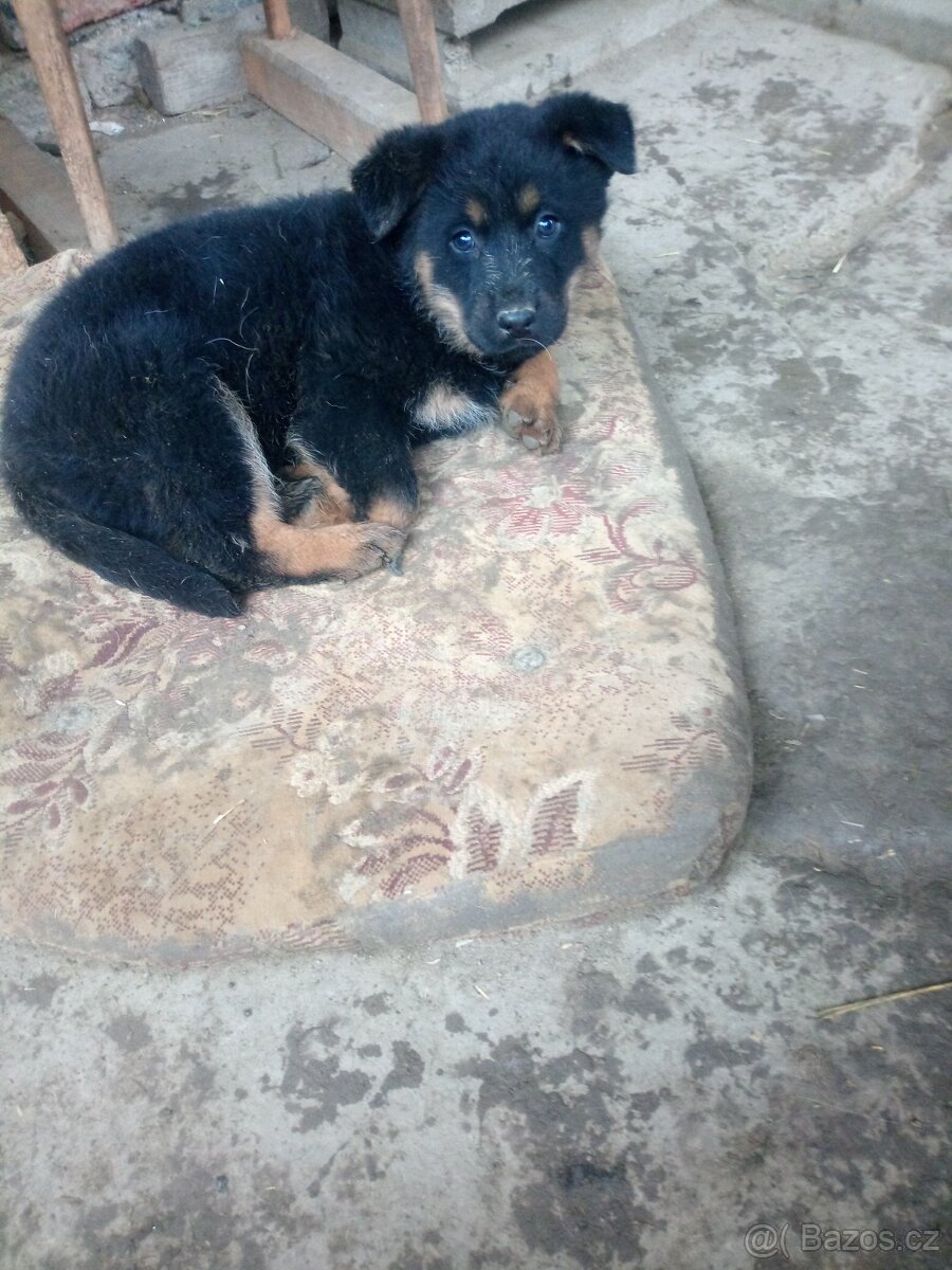 Chodský pes kříženec - 3