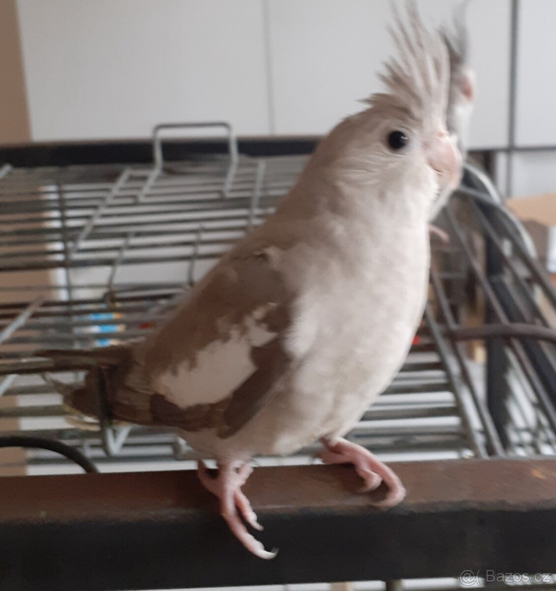 Korela ručně dokrmená - 3