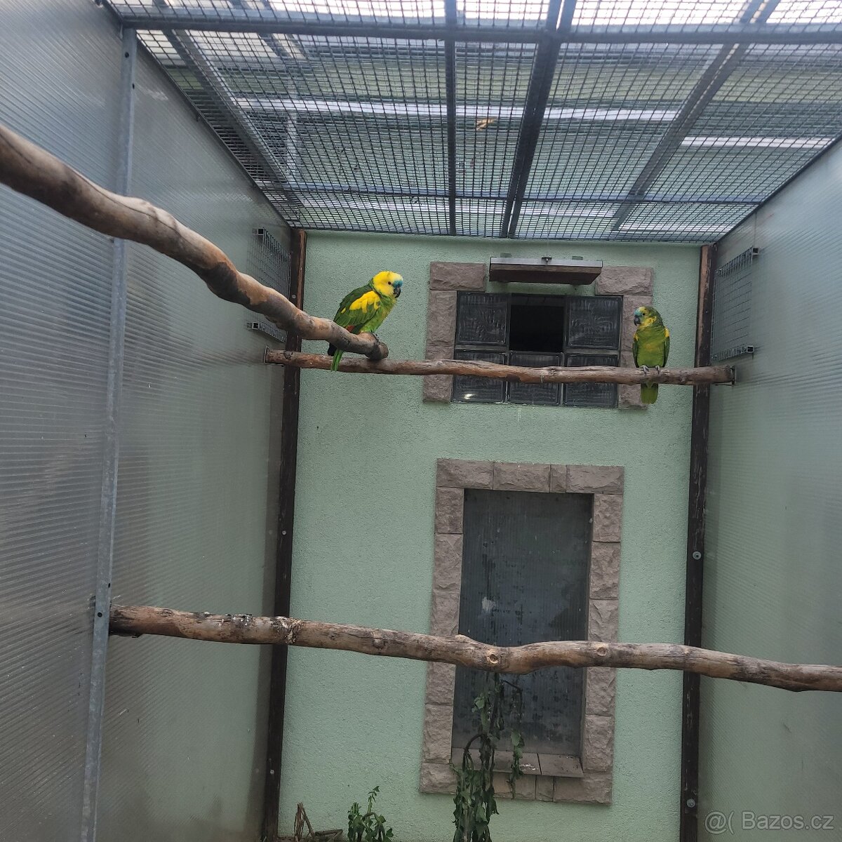 Predám Amazoňan modroceli - 3