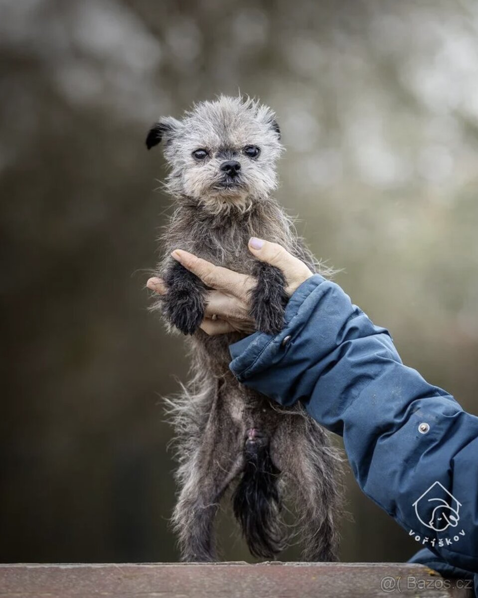 Opičí pinč - 3