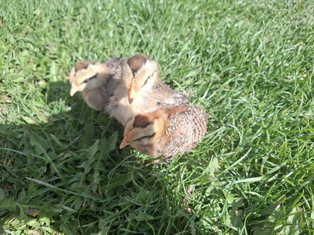 Zakrslá rousná - 3