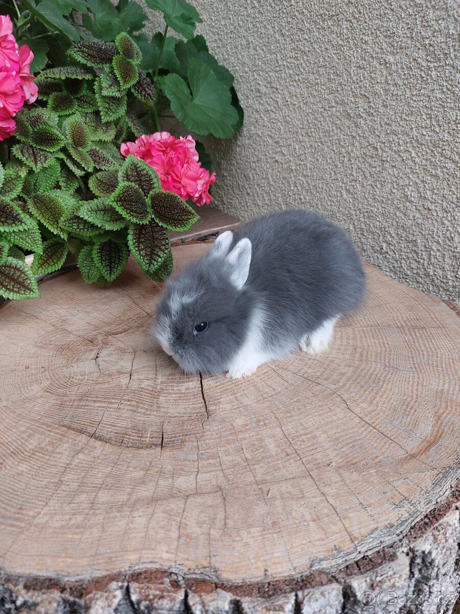 Zakrslý králík - hladkosrstý sameček - 3