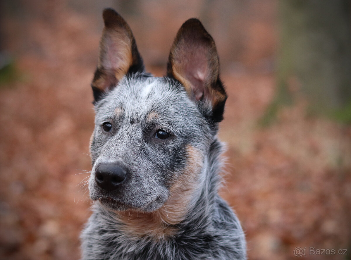 Australský honácký pes, rezervace štěňat s PP, volní kluci - 3