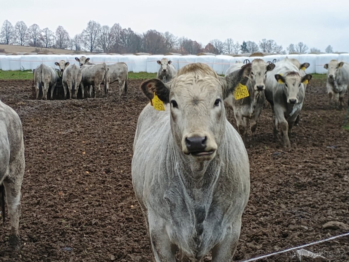 Ošetřovatel skotu - masný dobytek - 3
