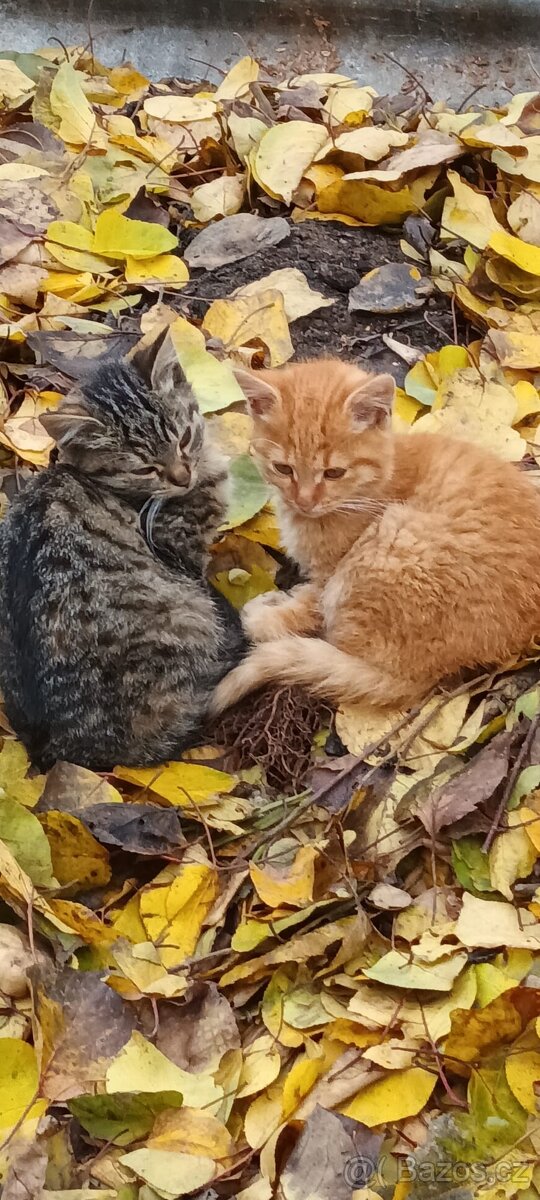 Koťátka - 3