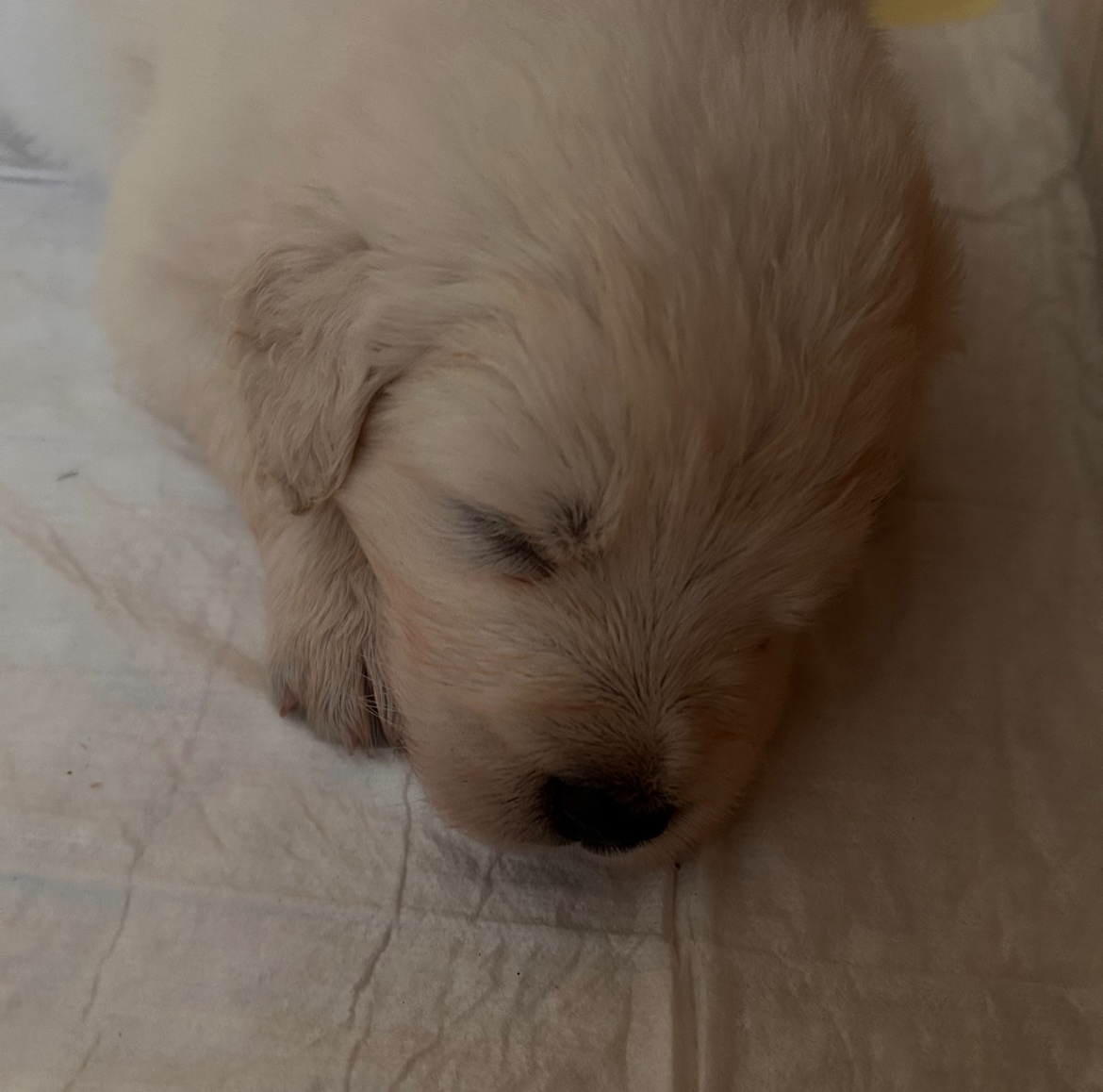 Slovenský čuvač - štěňátka s PP - 3