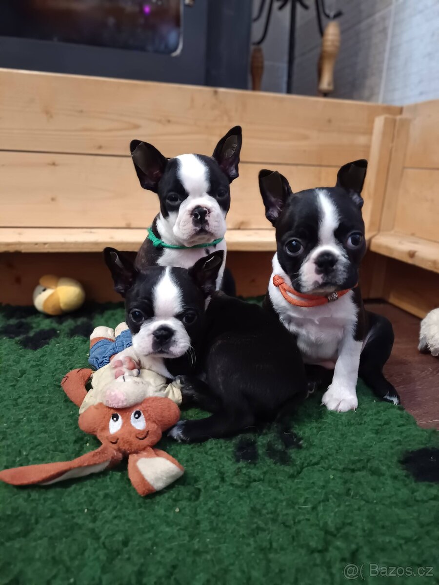 Bostonský teriér - 3