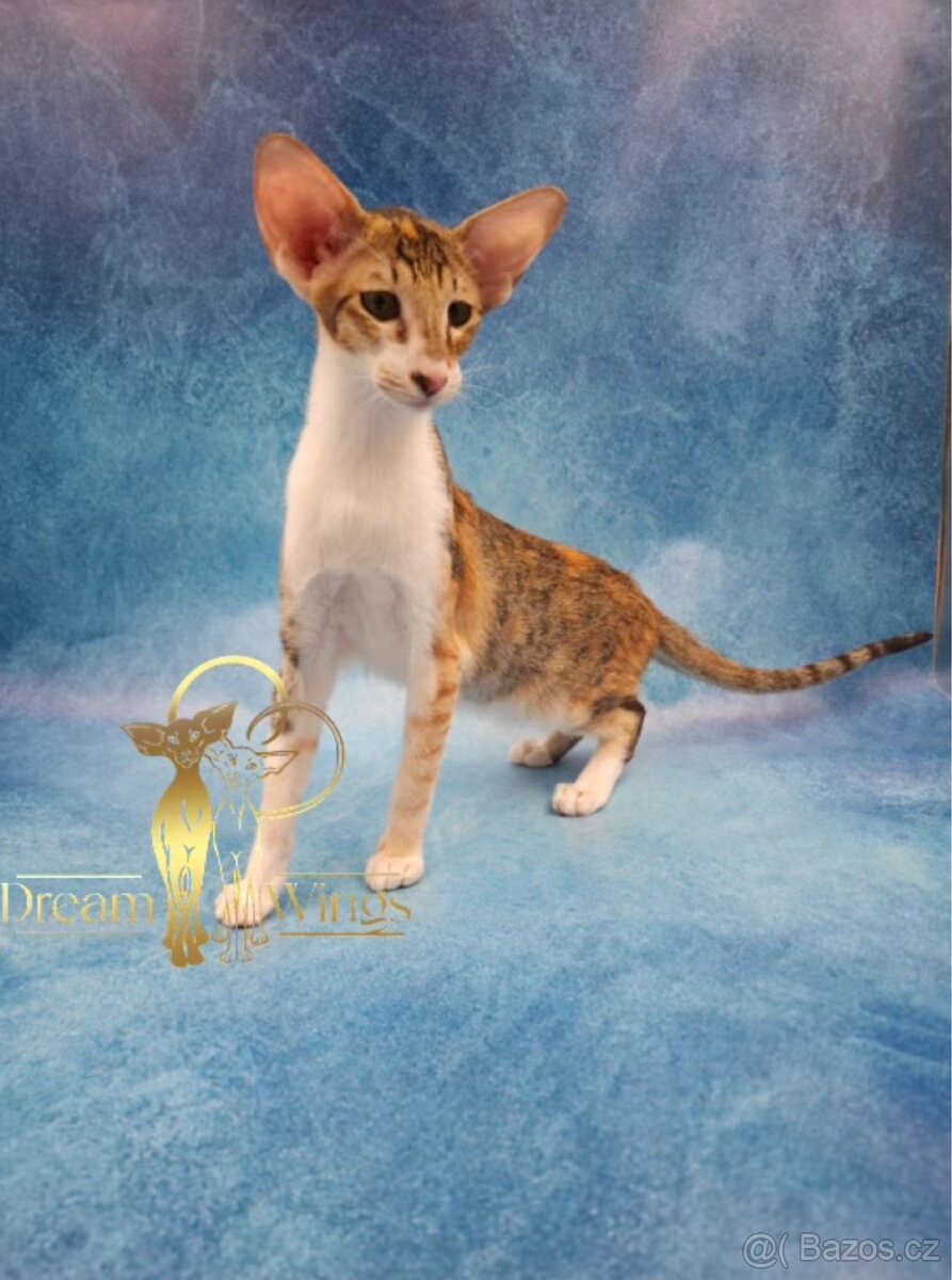 Orientální kočka s PP Idelia - 3