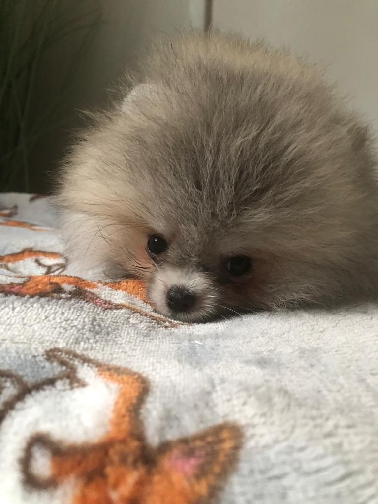 Pomeranian s p.p - 3