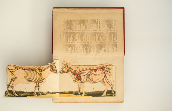 RARITA - Veterina Neue Tierheilmethode dr.KNOLL - 3