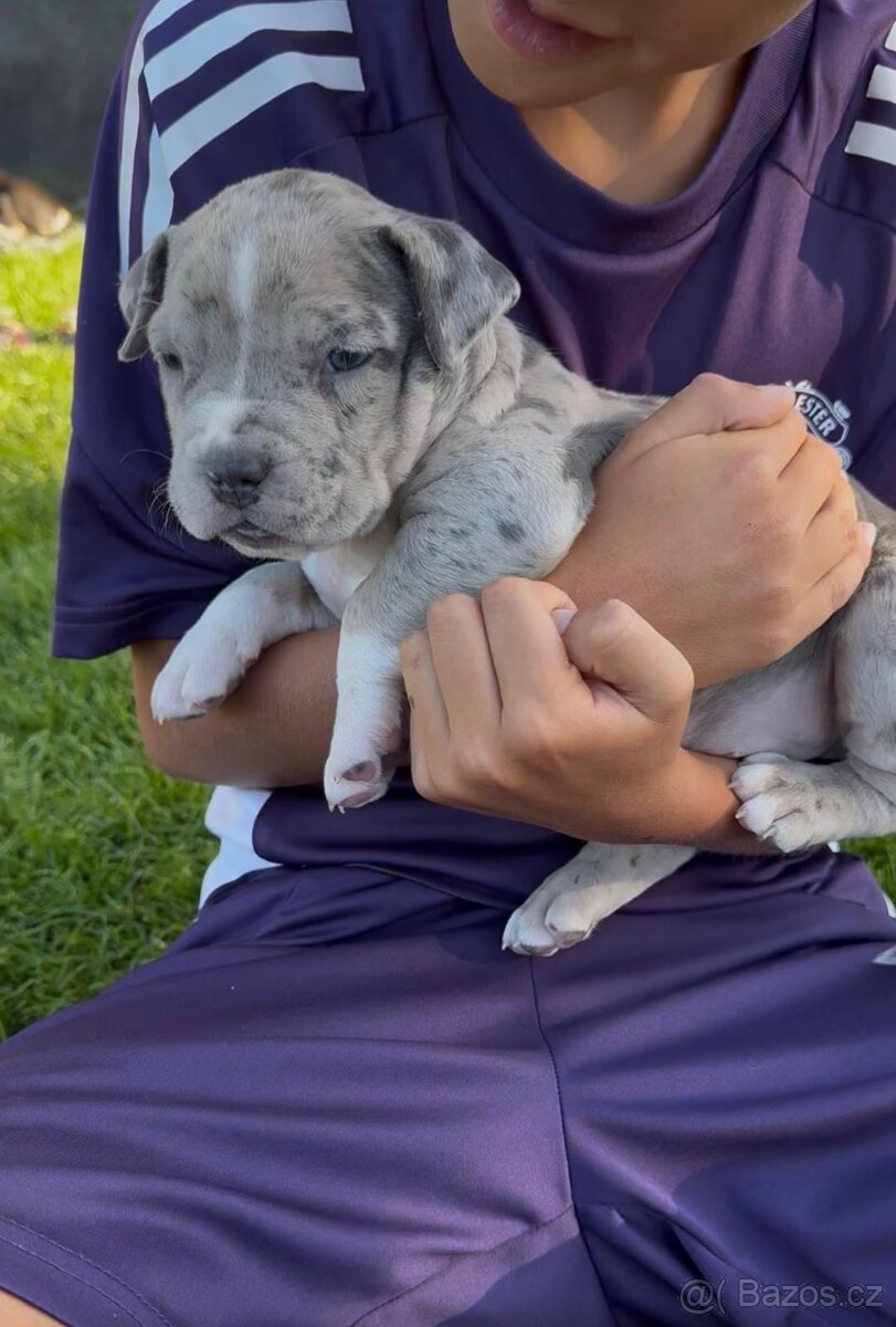American Bully - 3