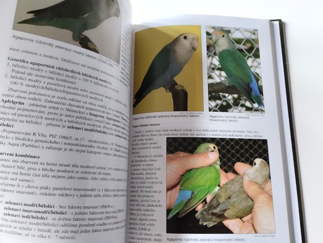Agapornisové a jejich mutace - 3