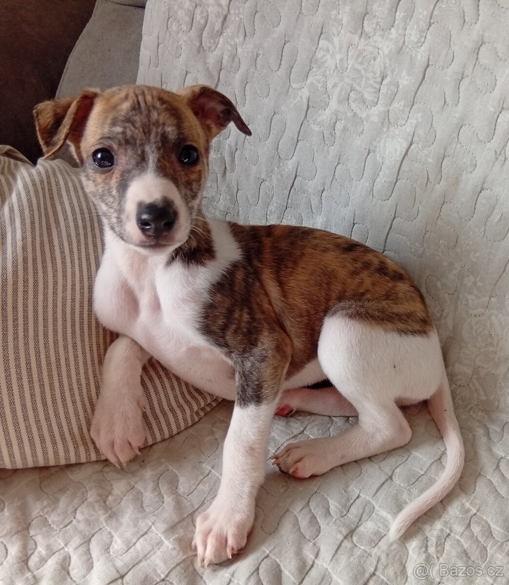 Whippet/Vipet s PP FCI - 3