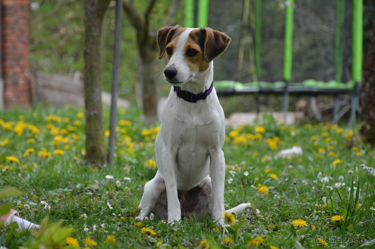 Dánsko Švédský farmářský pes - 3