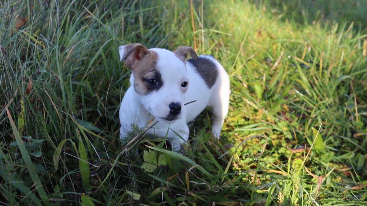 Jack Russell teriér - 3